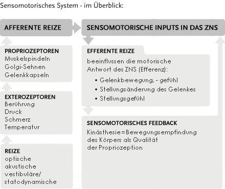 Senomotorisches System